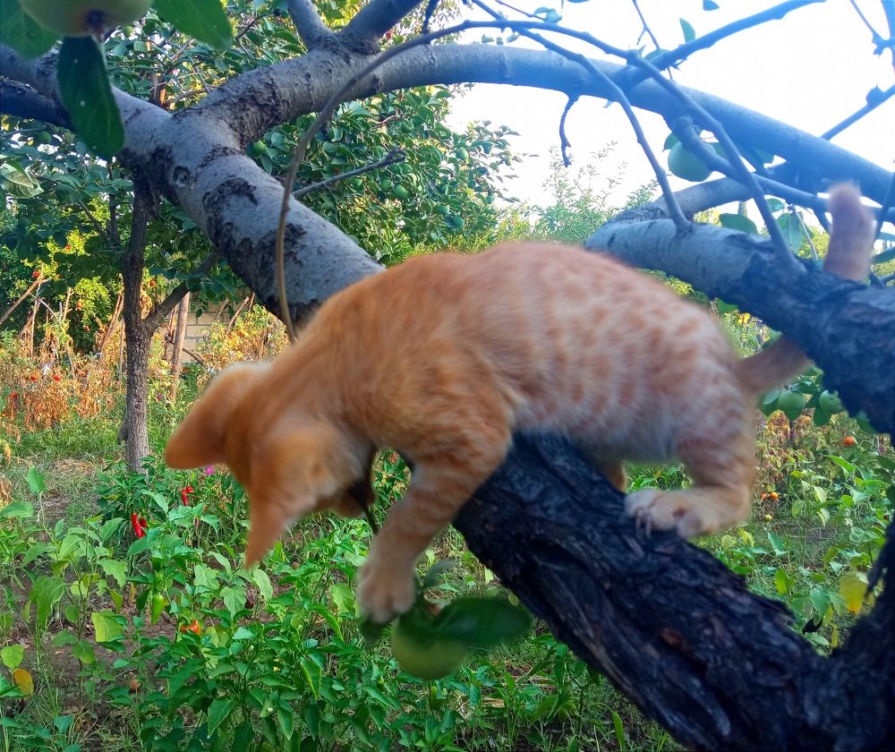 Фотография автора Hormat Alakbarova