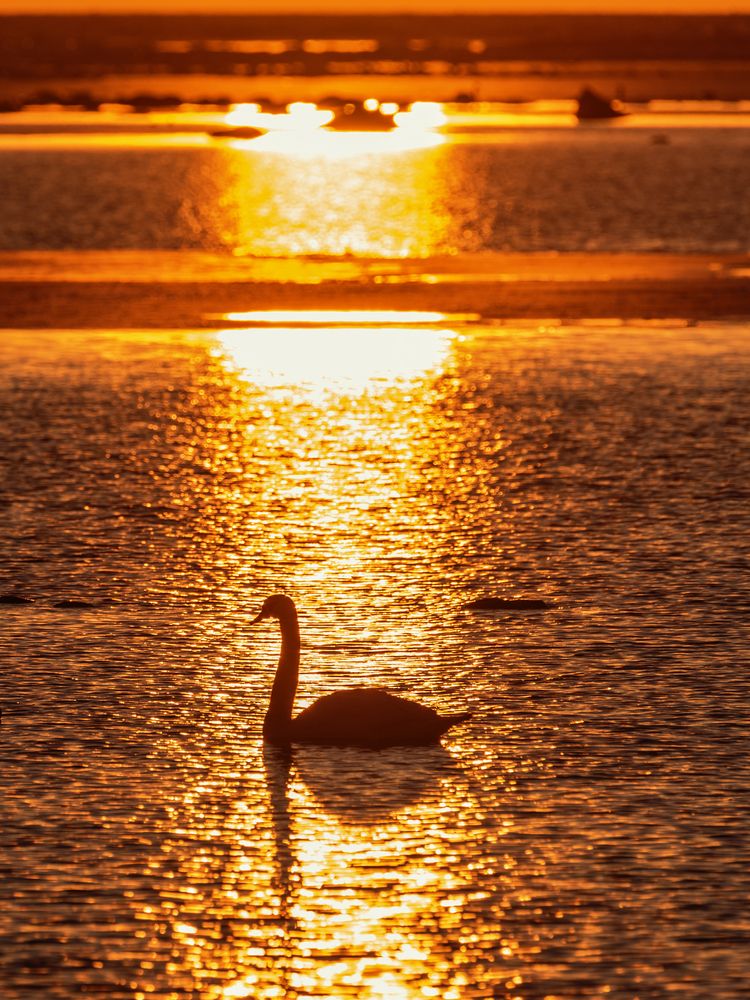 Photograph by Крицак Ольга