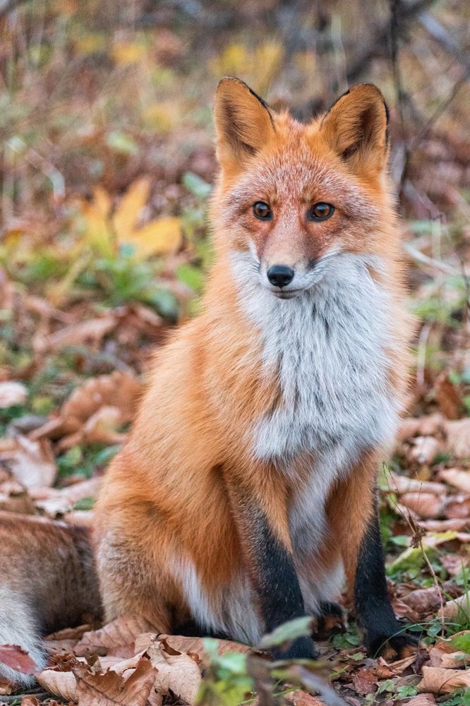 Photograph by Крицак Ольга