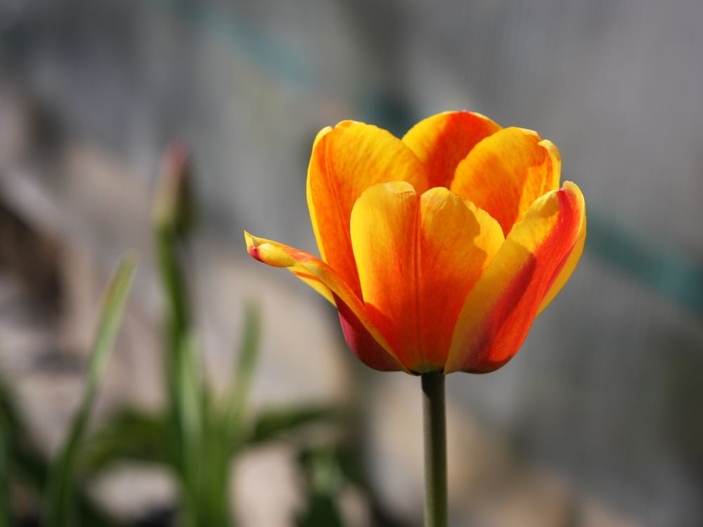 Фотография автора Nelya  Lysenko