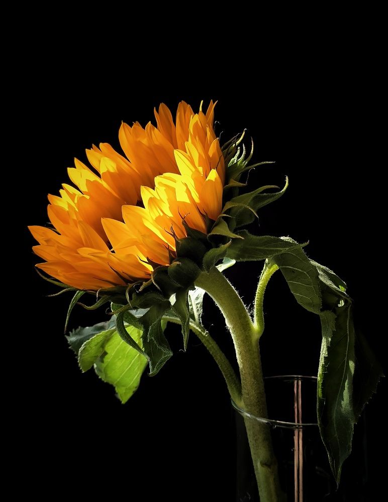 Photograph by Александра