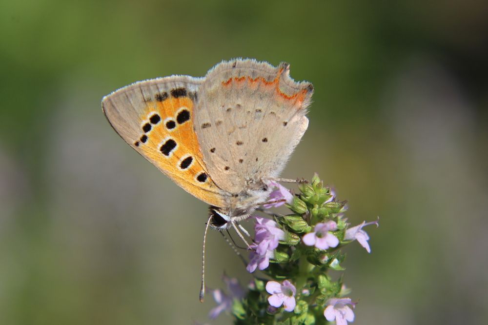 Photograph by Yordanka Vasileva