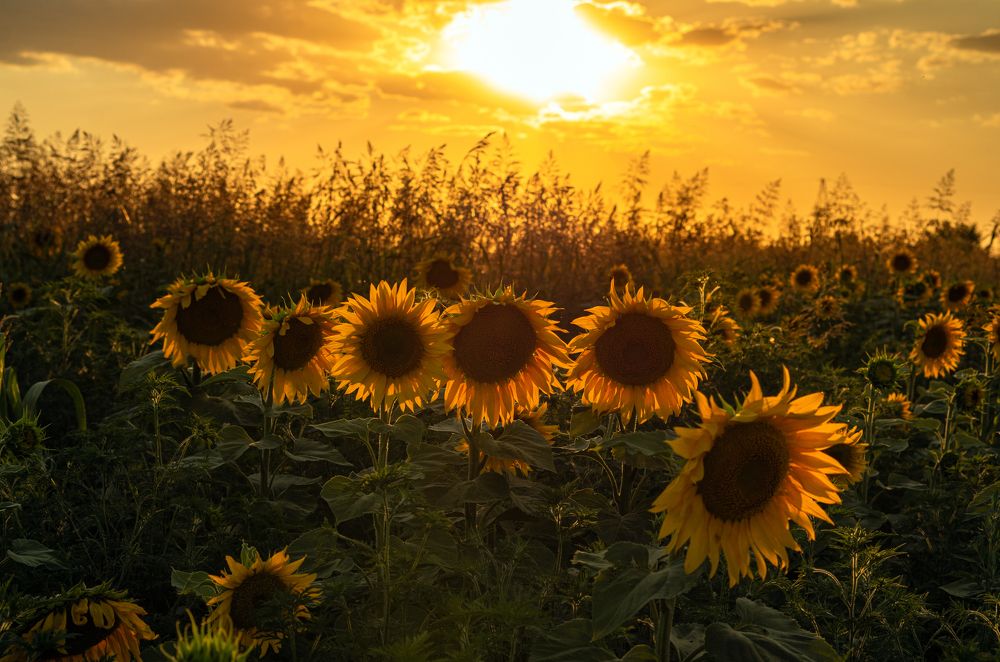 Золотые подсолнухи