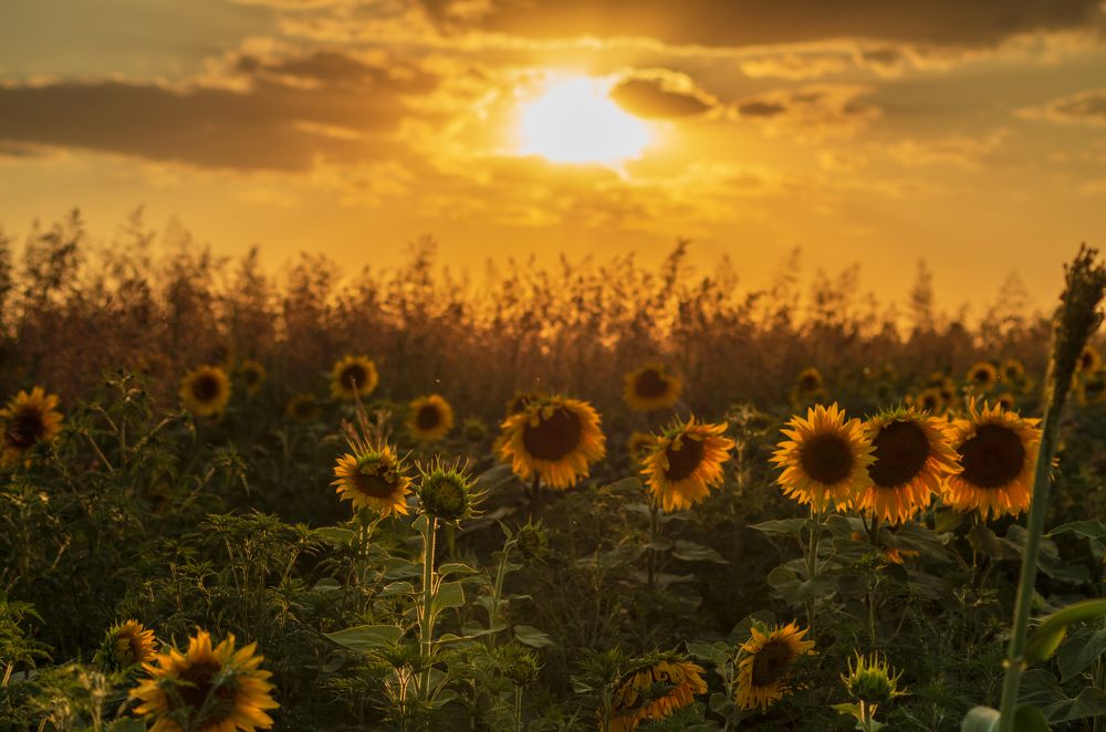 Подсолнухи на закате