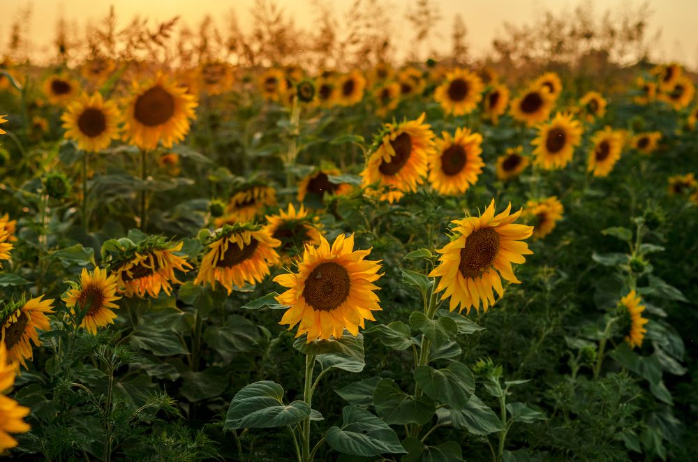 Солнечные подсолнухи