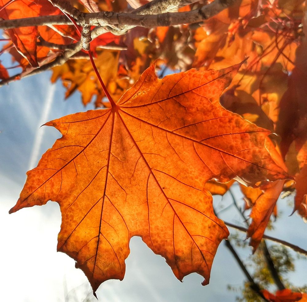 Photograph by Юлия Коробкова