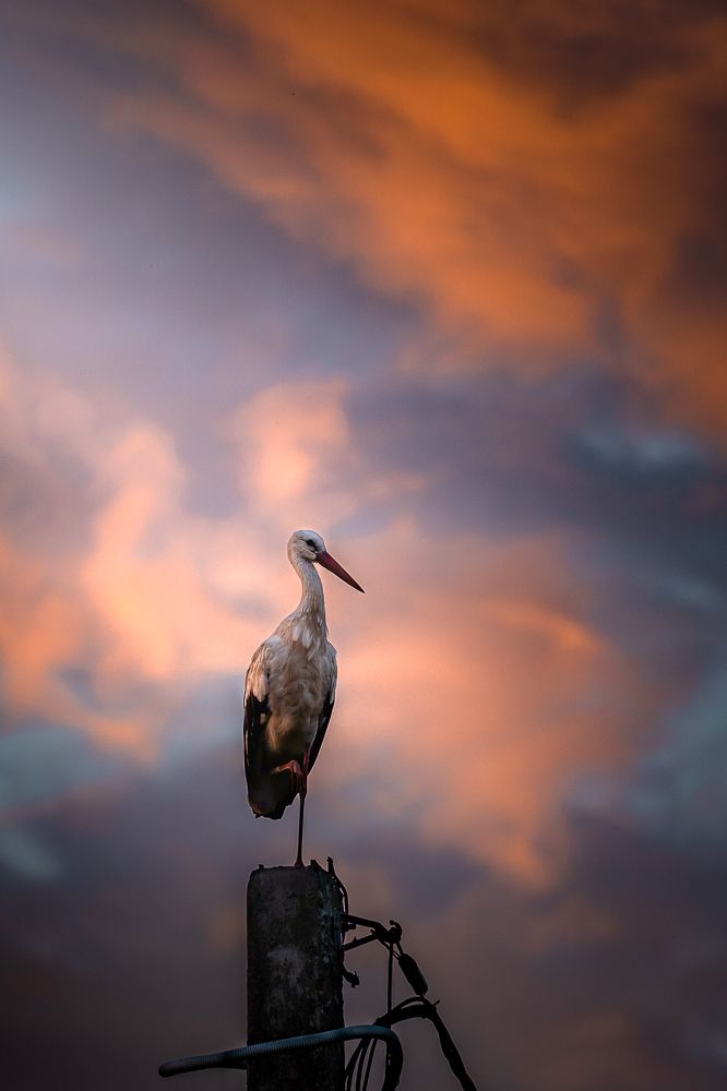 Photograph by PYATNITSKIY ANDREY