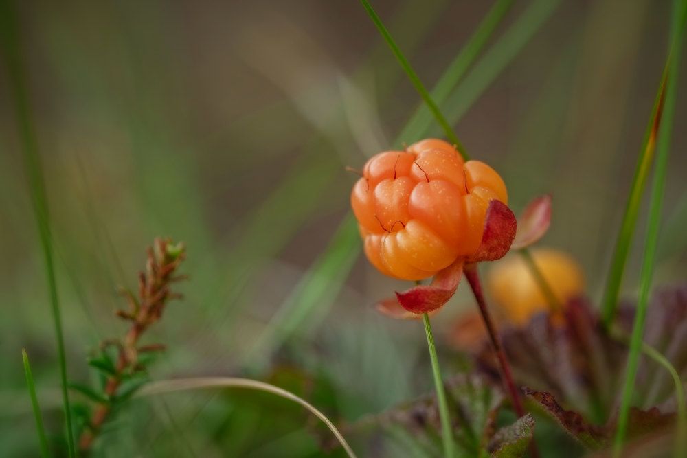 Царственная особа