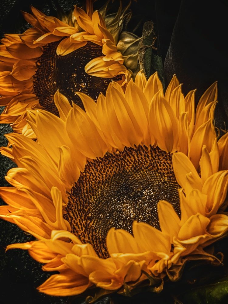 Photograph by Ganna Lobodenko