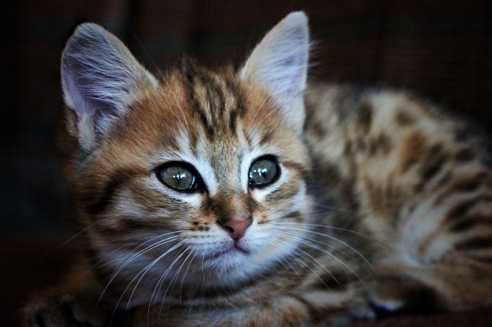 Photograph by Владимир Сушкин