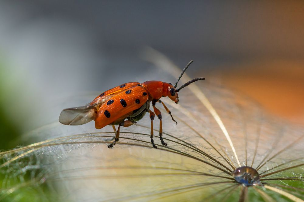 Оранжевый жучок.