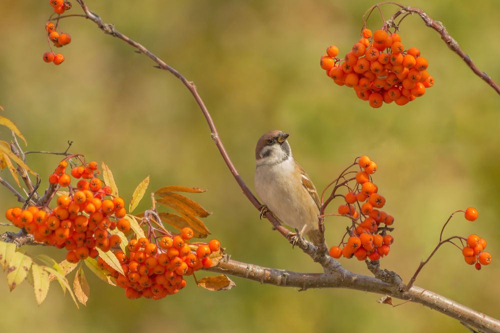 Портрет воробья в осеннем интерьере.