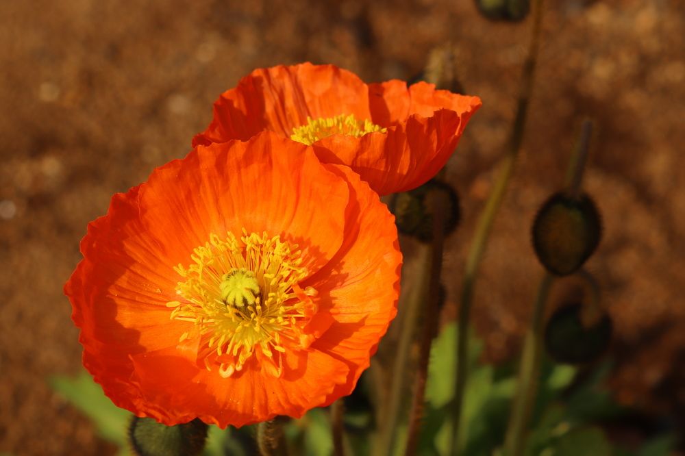 Photograph by Se Lena