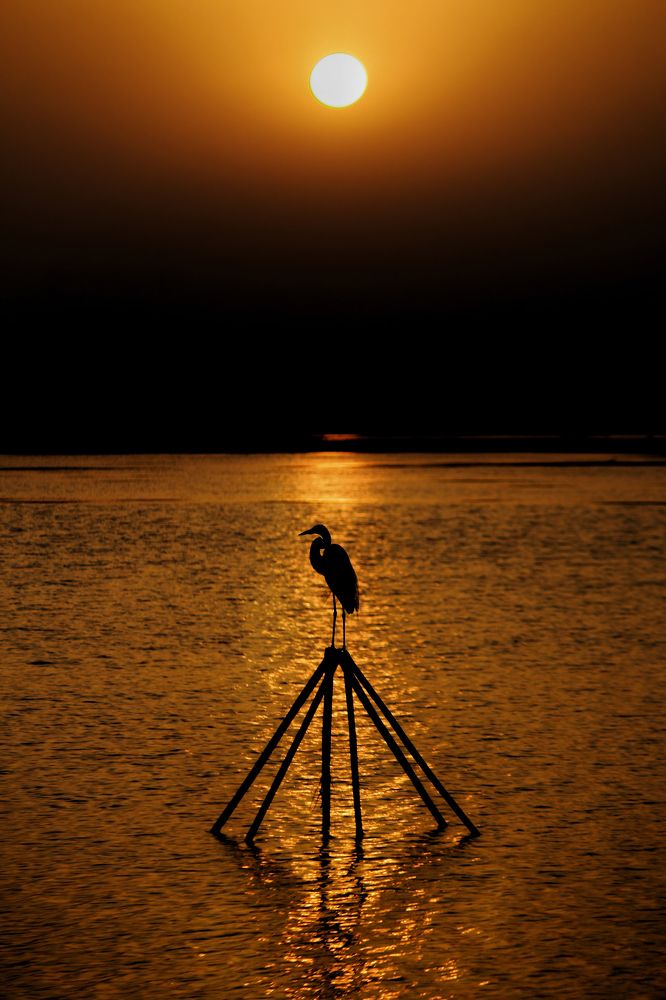 Фотография автора Navedkhan Pathan