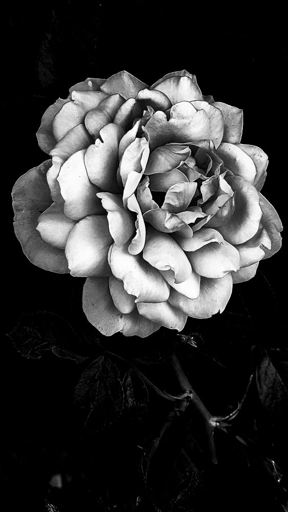 Фотография автора Васильева Ирина