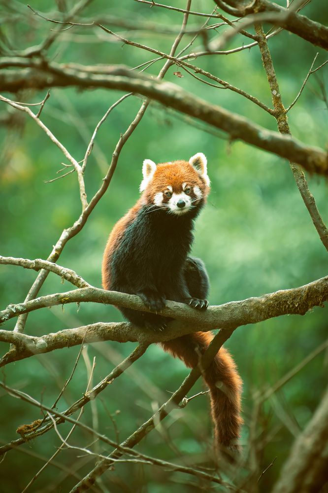 Photograph by Partha Chakraborty