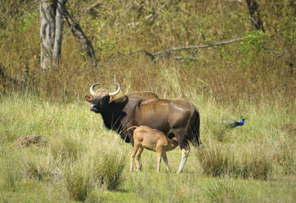 Photograph by Preet saluja