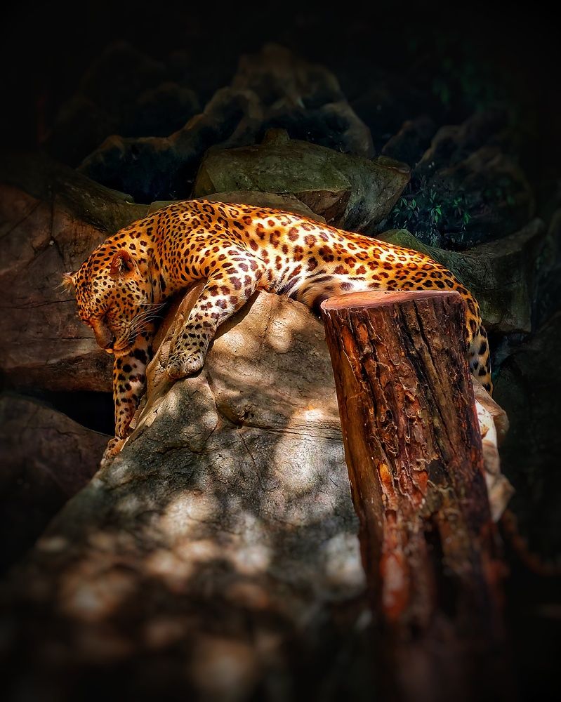 jaguar in safari world zoo Bangkok thahiland