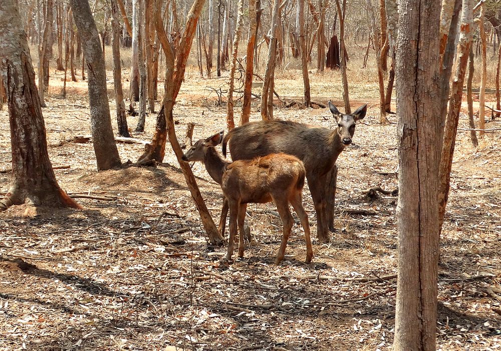 Мама с оленёнком чернохвостого оленя