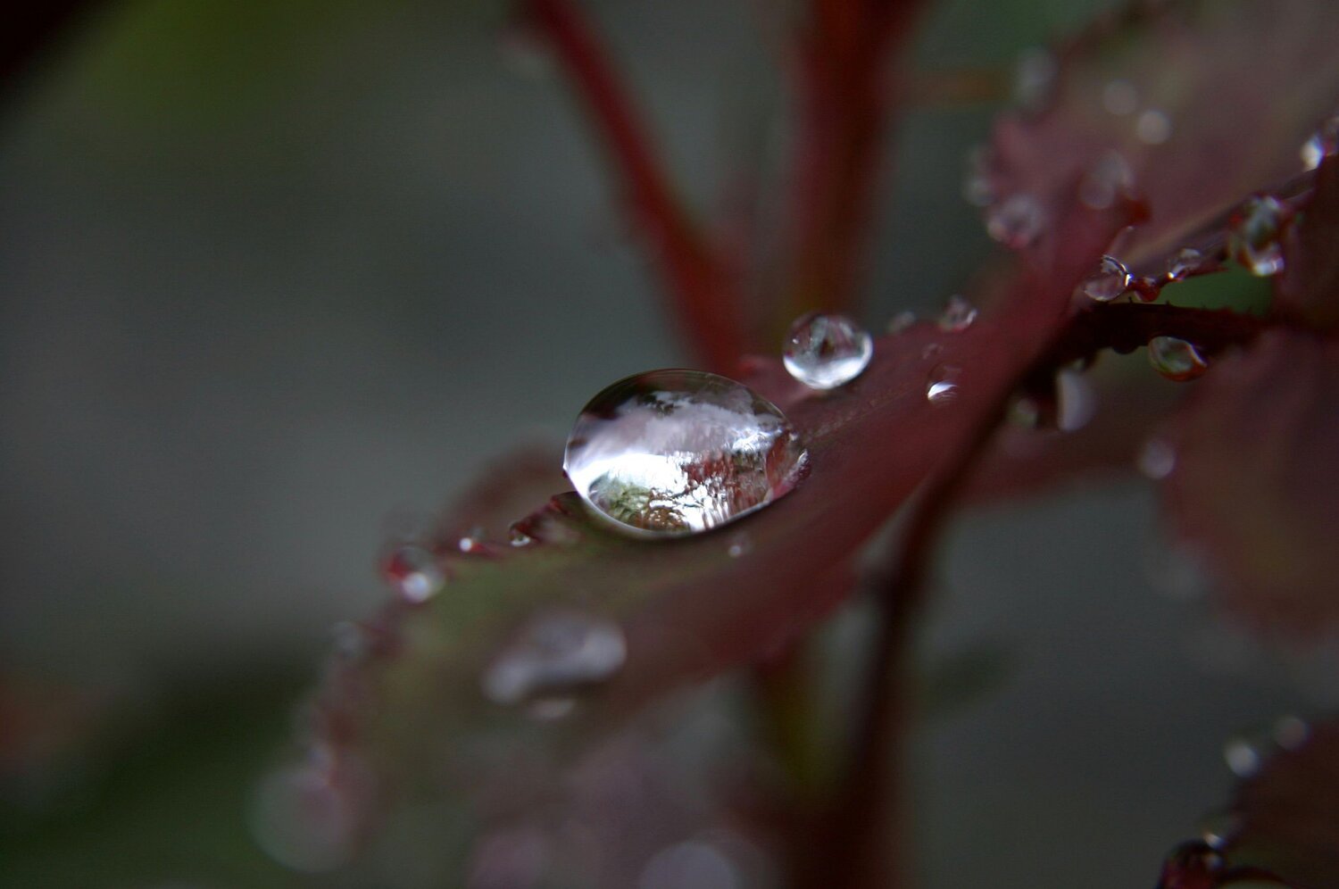 Silver Drop