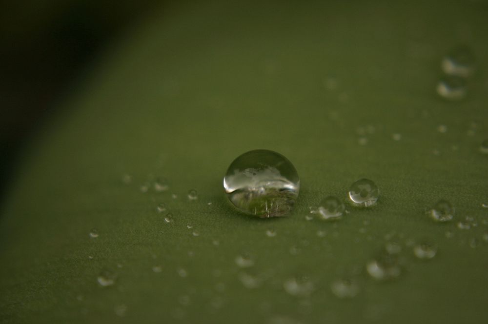 Green Drop