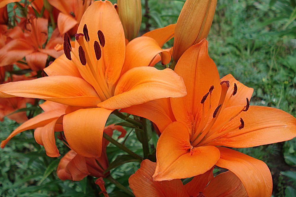 Оранжевая лилия - маленькое солнце