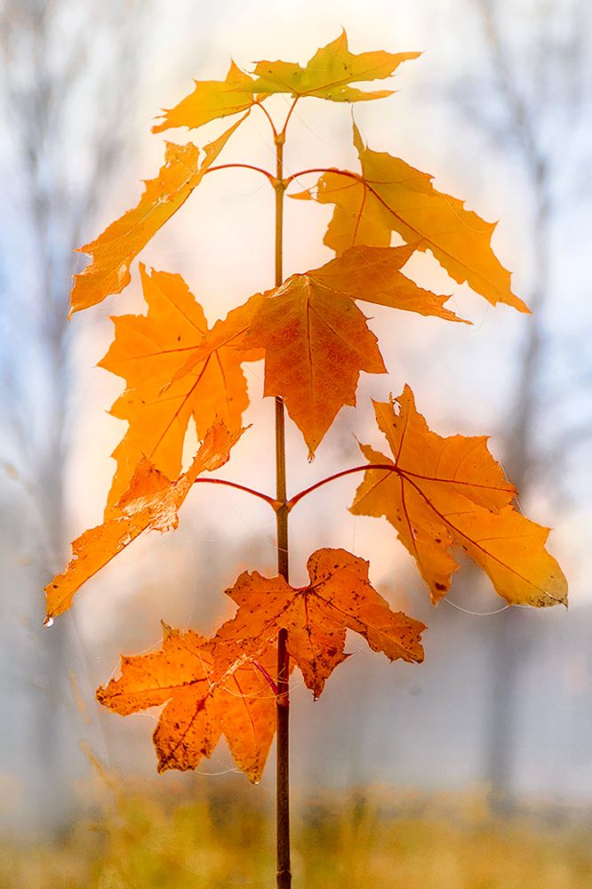 Яркие метки осени