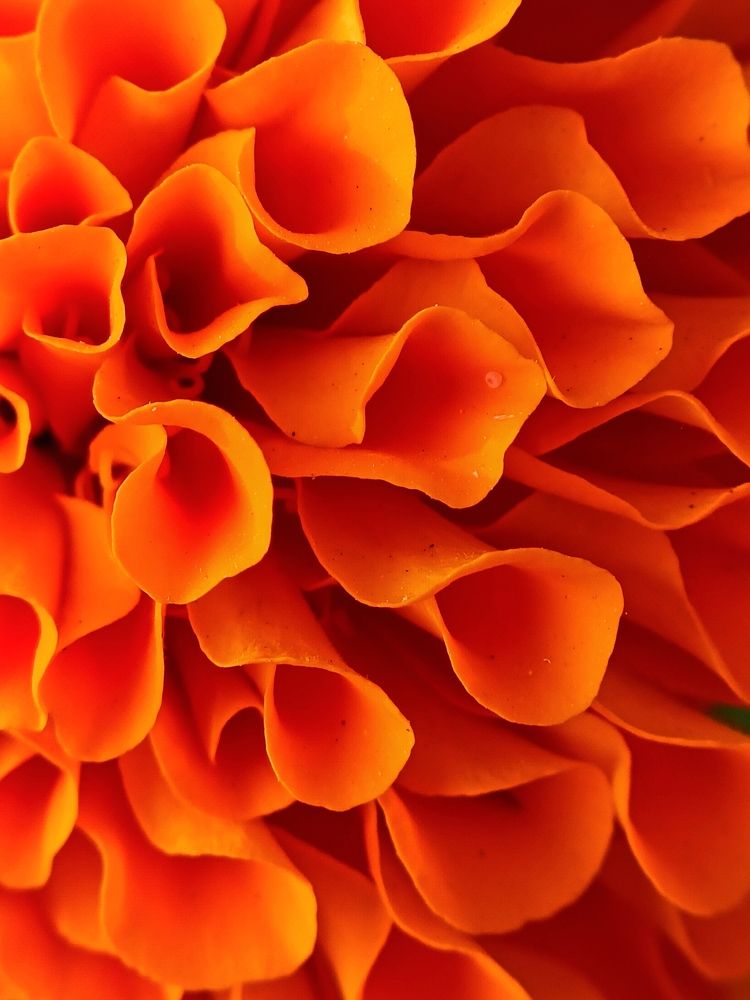 Marigold