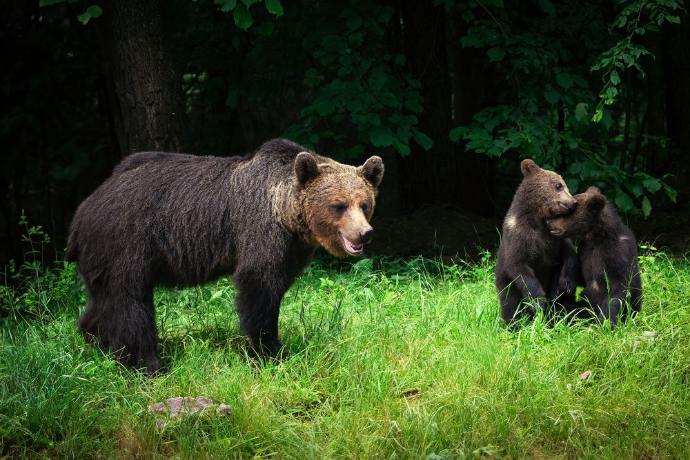 Photograph by Adrian Grigore