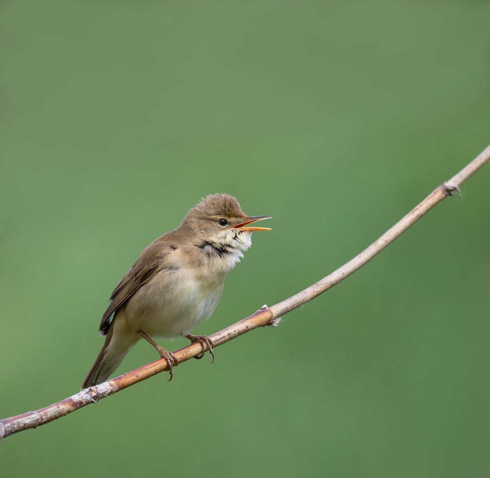 Photograph by Александр Акулов
