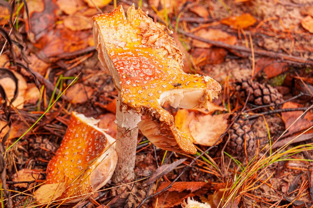 Разбитый мухомор