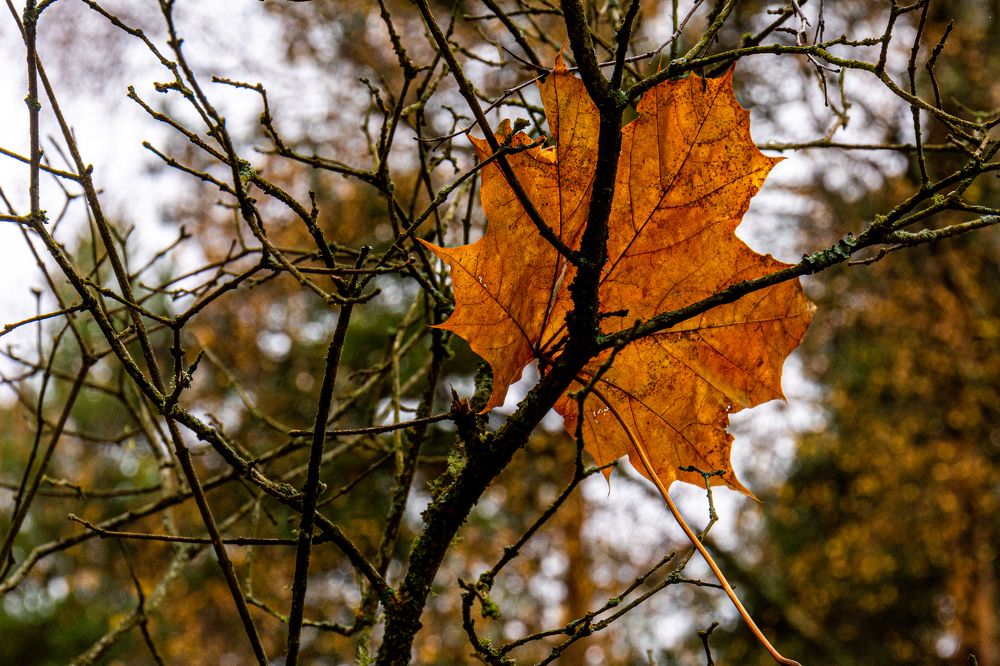 Зависший лист