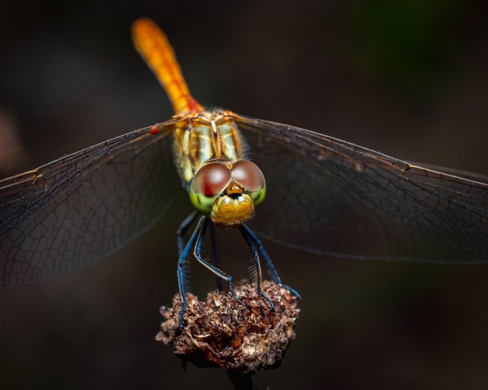 Дозорщик-император.