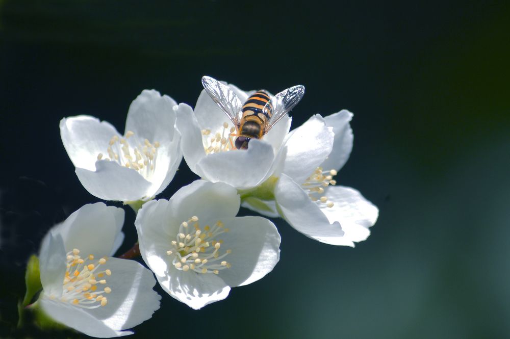 Мушка-журчалка