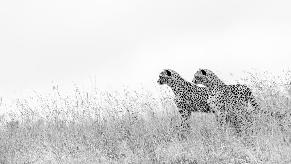 Photograph by Ricardo Ferreira