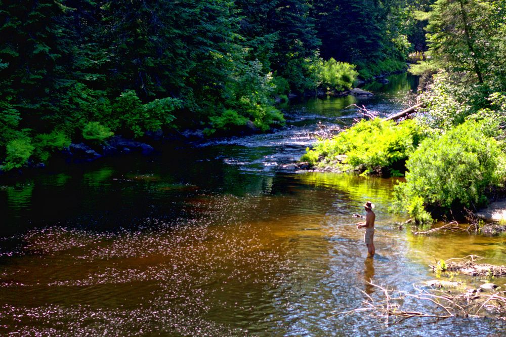 Photograph by A. G. Bisschop