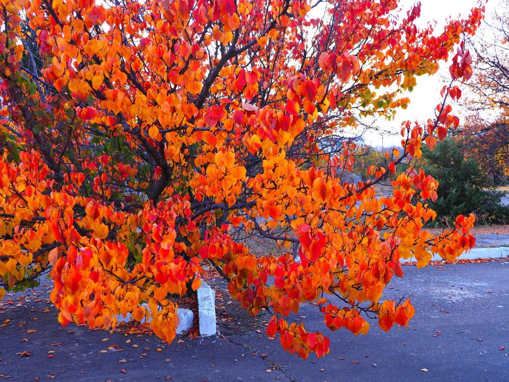 Photograph by Сергей Борисов