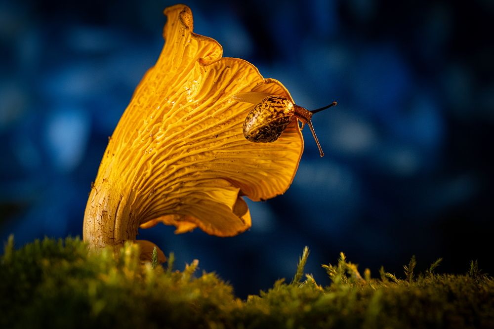 Photograph by Николай Фонарёв