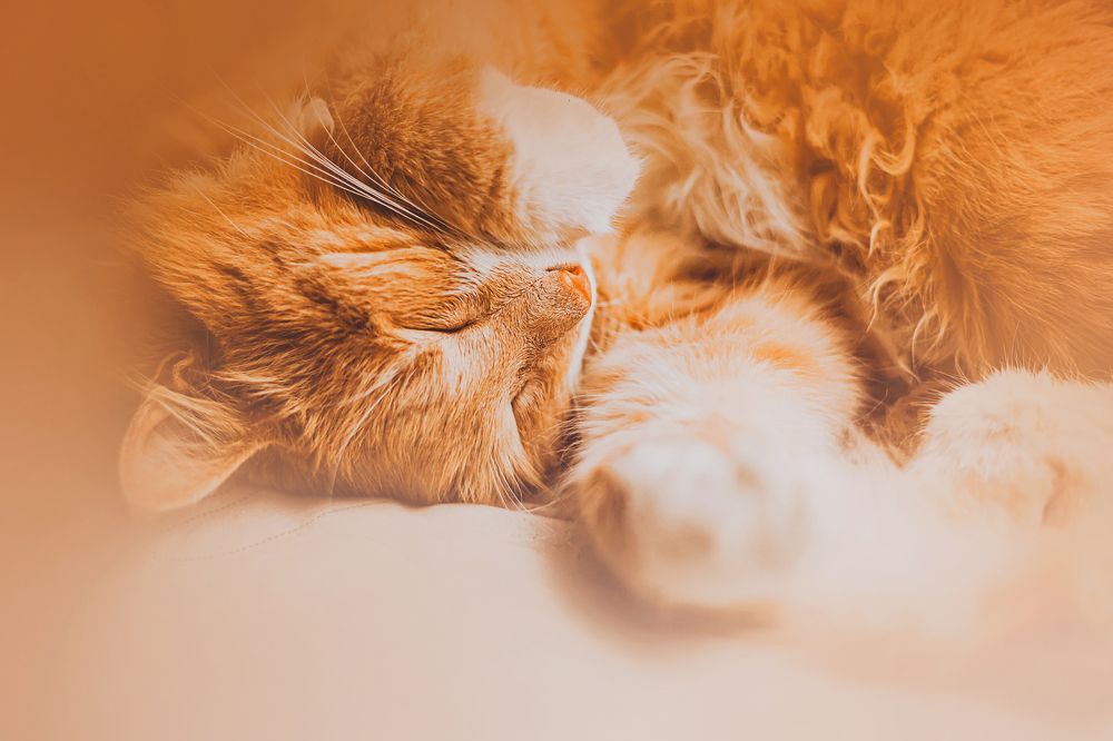 Photograph by Валерия Ватель