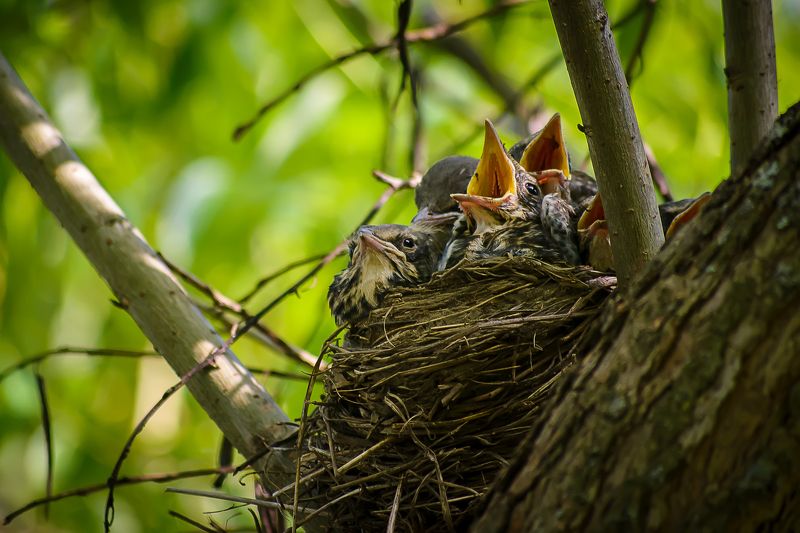 Natalia Krasnova, Russia