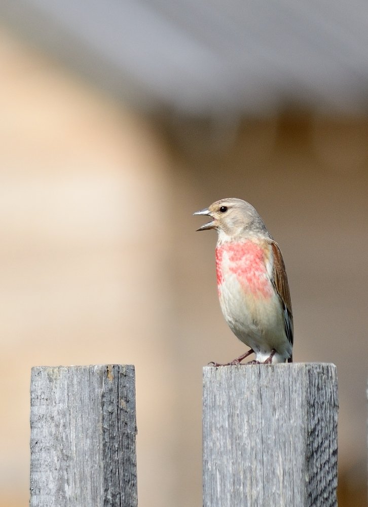 Коноплянка