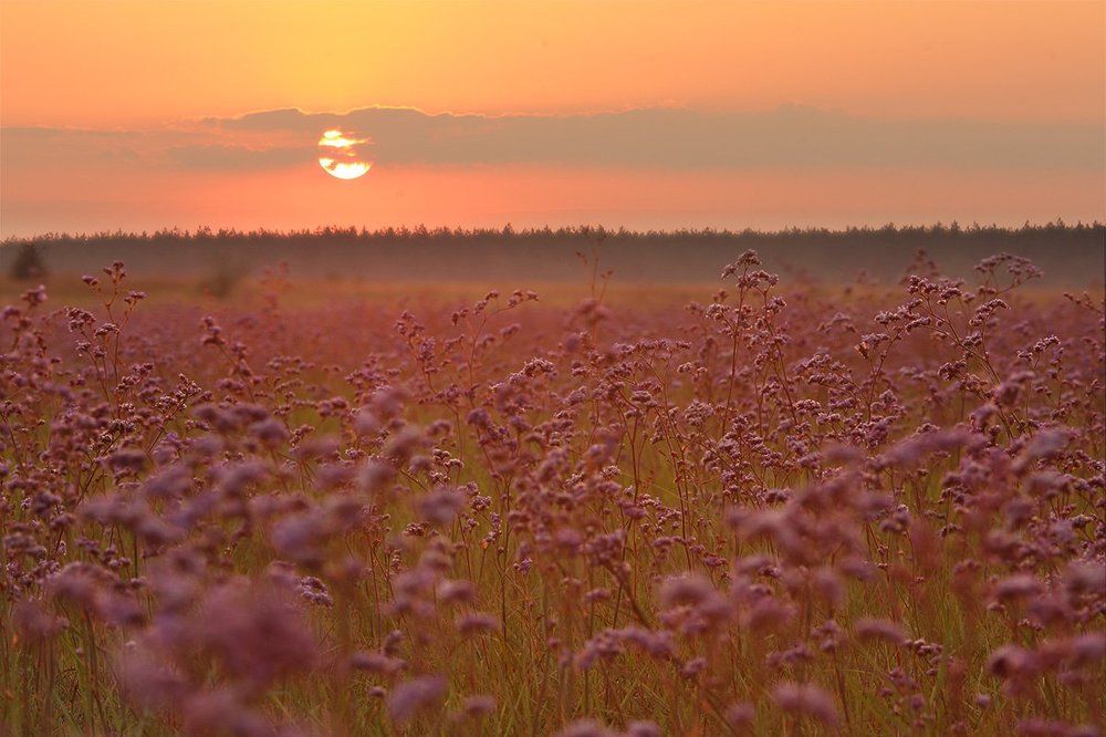 Кермековый луг на закате