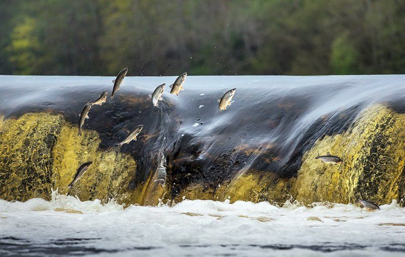 Tamara Patrejeva, Latvia