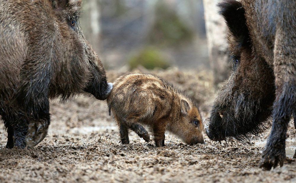 Про родительскую Любовь