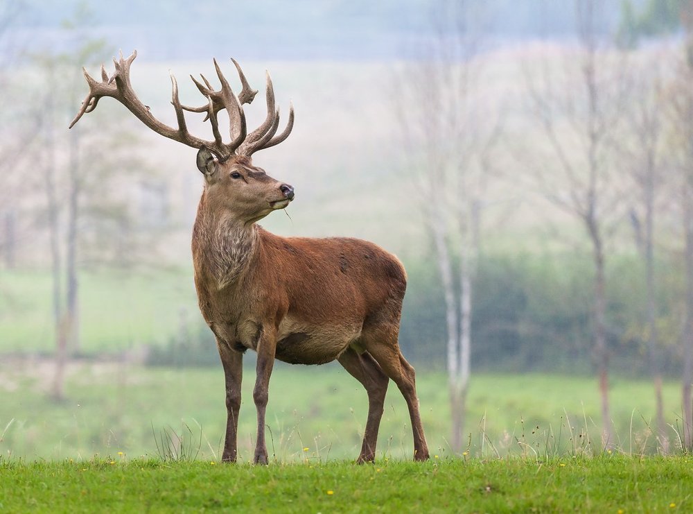 Олень и туман