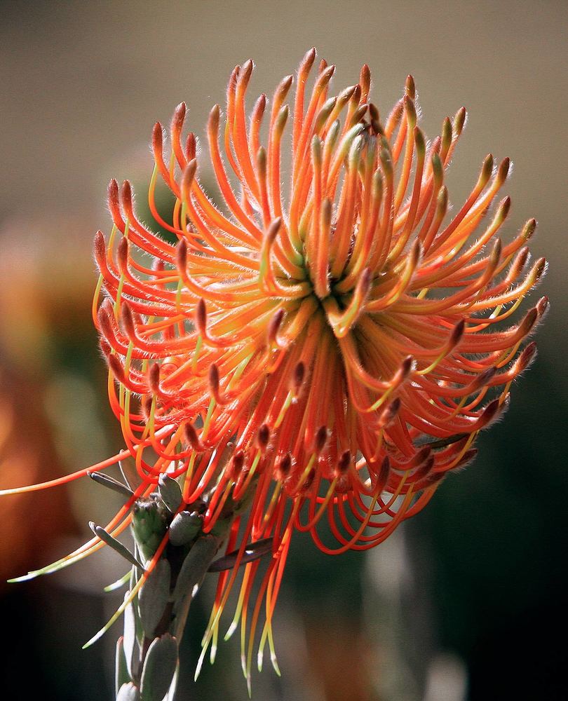 Photograph by Midge Engelbrecht