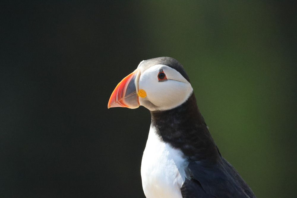 Photograph by Chris Brain