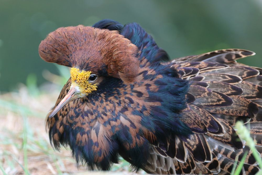 Photograph by Chris Brain