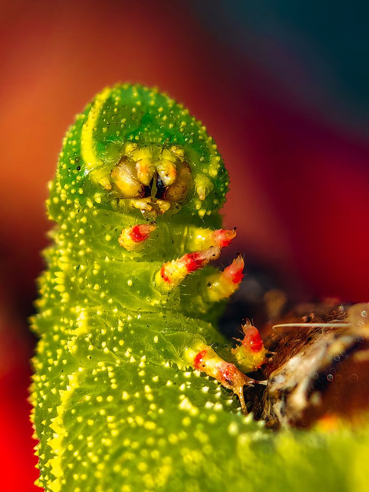 Photograph by Kate Maximenko