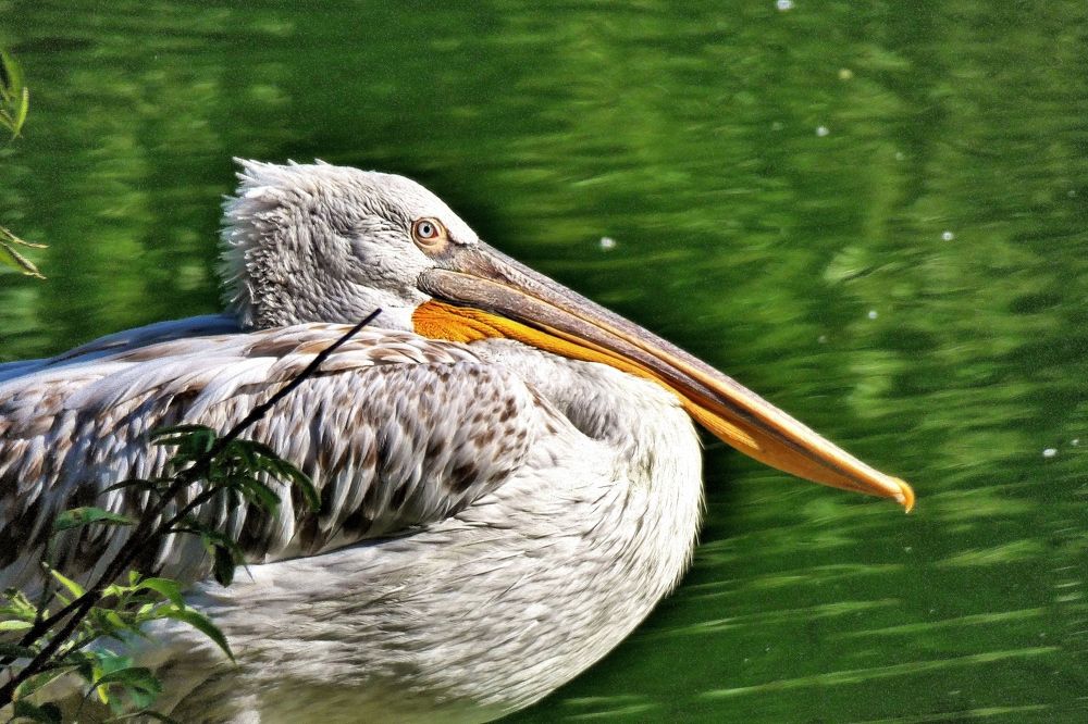 Photograph by backareva irina